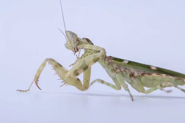 Macro Image Praying Mantis Creobroter Gemmatus Having Big Meal Isolated — Stock Photo, Image