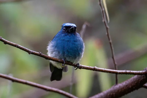 Krásný Modrý Pták Známý Jako Indigo Flycatcher Eumyias Indigo Bidýlku — Stock fotografie