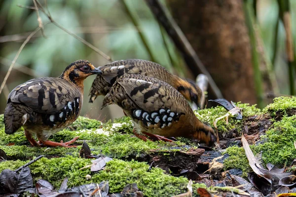 Bornean dağ kekliği olarak da bilinen kırmızı göğüslü kekliğin doğa görüntüsü Borneo 'daki tepe ve Montan ormanlarına özgü.