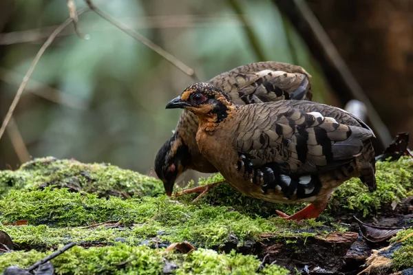 Bornean dağ kekliği olarak da bilinen kırmızı göğüslü kekliğin doğa görüntüsü Borneo 'daki tepe ve Montan ormanlarına özgü.