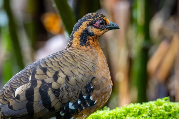 Зображення Дикої Природи Пташиної Червоногрудної Куріпки Також Відомої Борнеанський Пагорб — стокове фото