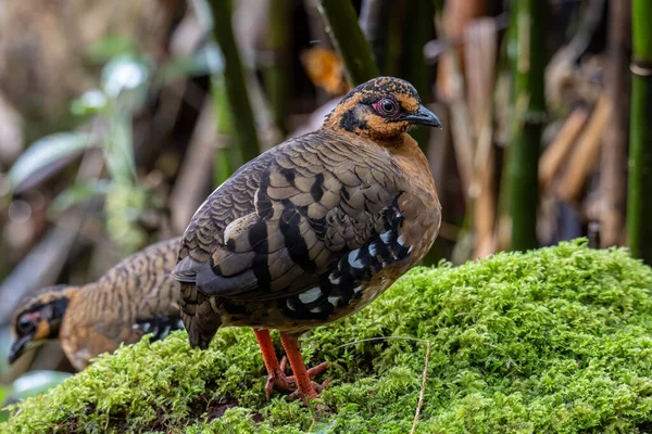 Natureza Vida Selvagem Imagem Pássaro Perdiz Peito Vermelho Também Conhecido — Fotografia de Stock