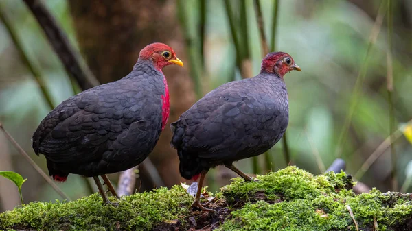 Borneo adasına özgü, ormanın derinliklerindeki kızıl başlı kekliğin doğa kuşudur.