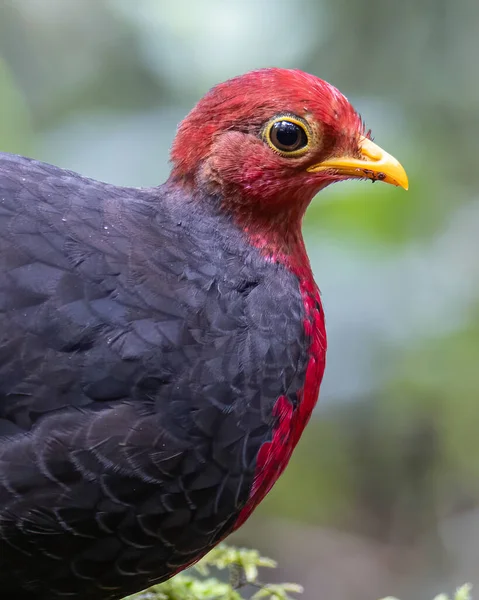 Borneo adasına özgü, ormanın derinliklerindeki kızıl başlı kekliğin doğa kuşudur.