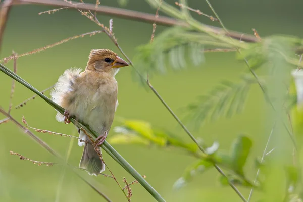 Natur Tierbild Von Baya Webervogel Steht Auf Gras Reisfeld — Stockfoto