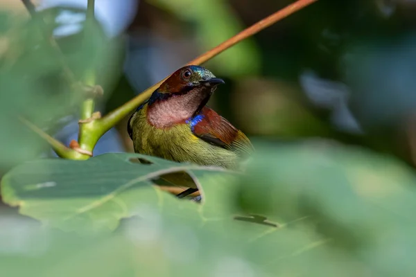 Meyve Ağacına Tünemiş Kırmızı Boğazlı Güneş Kuşunun Doğa Görüntüsü — Stok fotoğraf