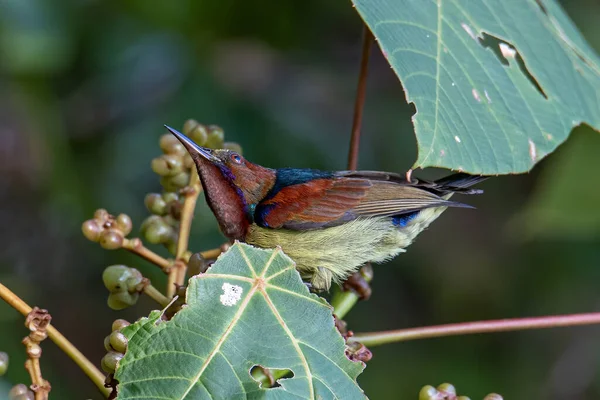 Образ Дикой Природы Красногорлого Окуня Sunbird Фруктовом Дереве — стоковое фото