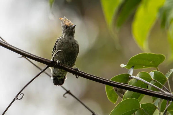 木の枝にグレーとバッファーウッドペッカーの鳥のパーチ — ストック写真