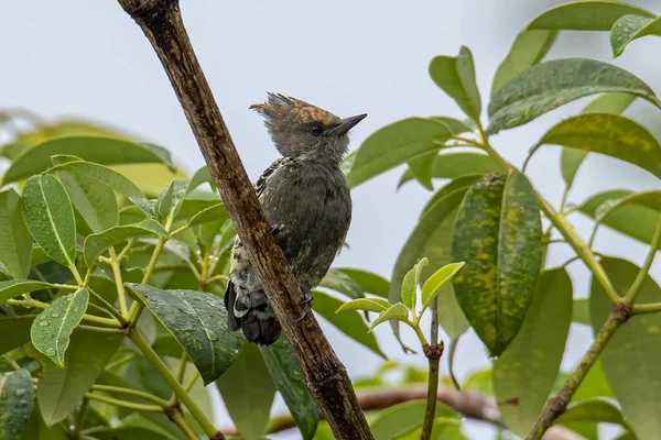 灰和巴夫啄木鸟栖息在树枝上 — 图库照片