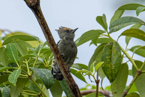 木の枝にグレーとバッファーウッドペッカーの鳥のパーチ — ストック写真
