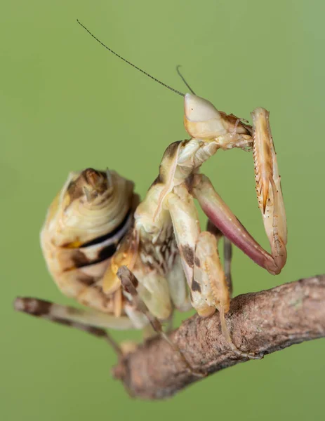 Macro Image Praying Mantis Creobroter Gemmatus Nature Green Background — Stock Photo, Image