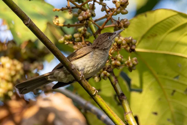 Endemic Charlottes Bulbul Iole Charlottae 'nin doğa kuşu Sabah, Borneo' daki ova ormanlarında