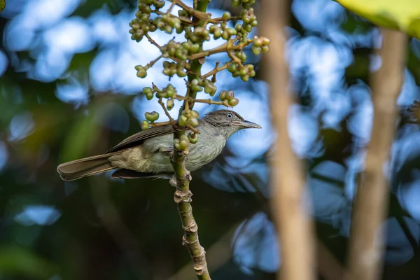 ネイチャー野生生物の鳥 エンドミックシャーロッツブルー ボルネオ州サバ州の自然の低地のジャングル森のアイロッタ — ストック写真