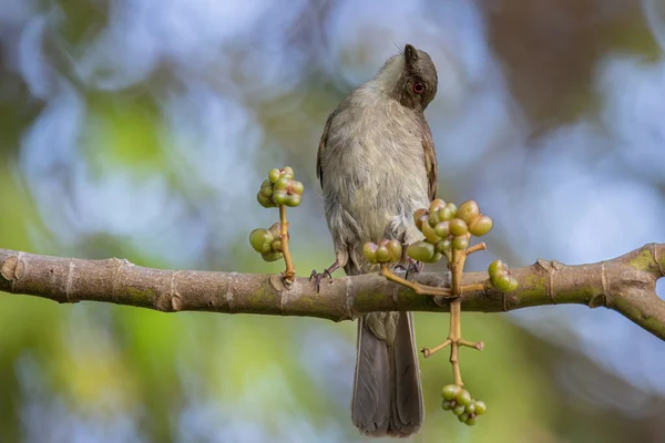 Kızıl Gözlü Bulbul Doğa Kuşu Meyve Ağacına Tünedi — Stok fotoğraf