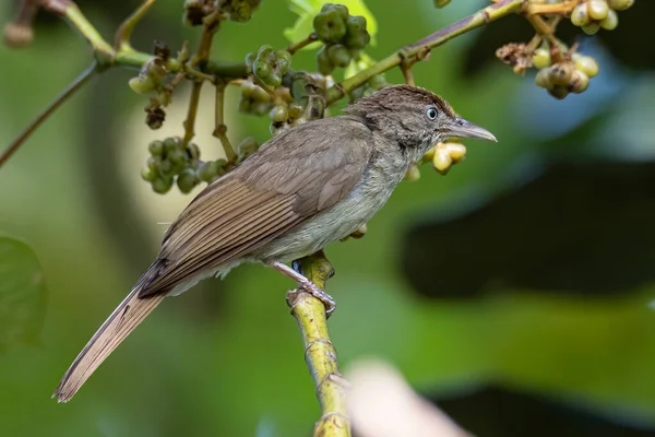婆罗洲沙巴岛低地丛林森林上特有鸟类的自然野生动物群 — 图库照片