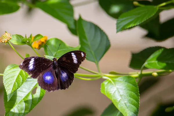 나비의 이미지 — 스톡 사진