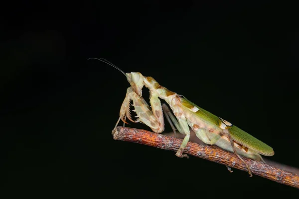 Makro Bild Bedjande Mantis Creobroter Gemmatus Med Natur Grön Bakgrund — Stockfoto