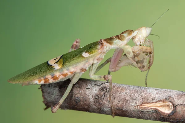 绿色背景下的螳螂 Creobroter Gemmatus 宏观图像 — 图库照片