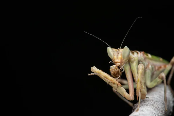 Macro Image Praying Mantis Creobroter Gemmatus Isolated Black — Stock Photo, Image