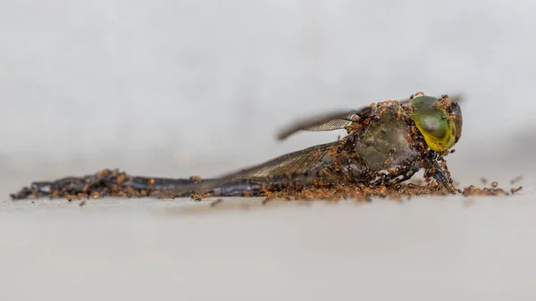 Nahaufnahme Einer Toten Libelle Die Von Einer Kolonie Roter Ameisen — Stockfoto