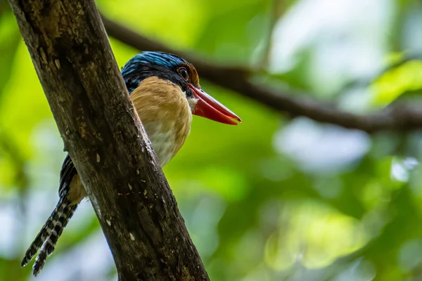 Natura Dzikiej Przyrody Obraz Mężczyzna Banded Kingfisher Lacedo Pulchella Siedzący — Zdjęcie stockowe