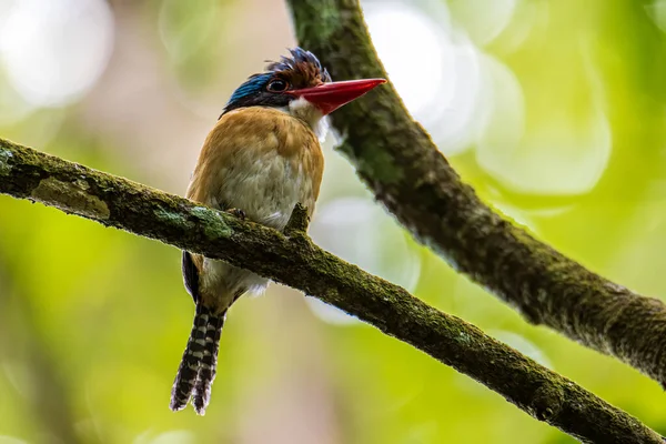 Φύση Άγρια Εικόνα Του Αρσενικού Banded Kingfisher Lacedo Pulchella Σκαρφαλώνει — Φωτογραφία Αρχείου