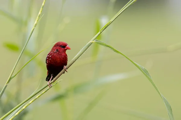 Natura Dzikiej Przyrody Obraz Mężczyzna Red Avadavat Amandava Amandava Siedzi — Zdjęcie stockowe