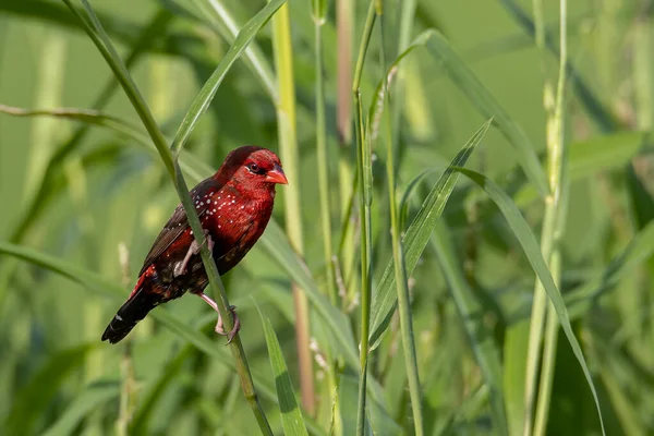 수컷붉은 생물상 — 스톡 사진