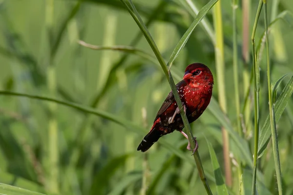 Зображення Дикої Природи Самця Червоного Авадавата Амандава Сидить Зеленій Траві — стокове фото