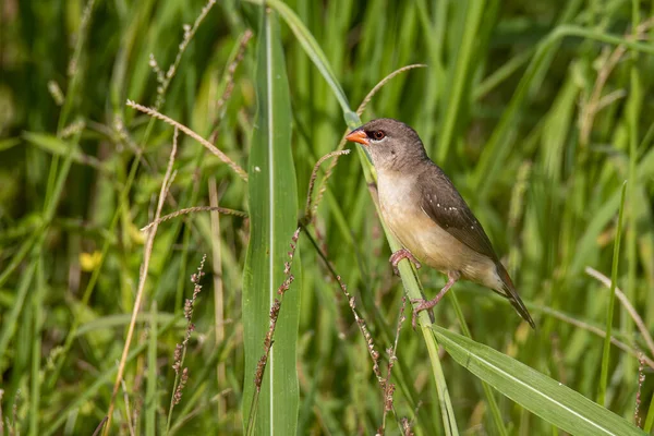 Příroda Volně Žijící Zvěř Feny Red Avadavat Amandava Amandava Sedící — Stock fotografie