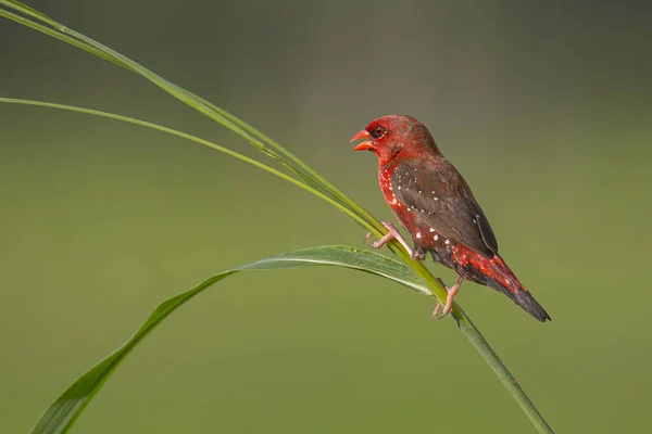 Зображення Дикої Природи Самця Червоного Авадавата Амандава Сидить Зеленій Траві — стокове фото