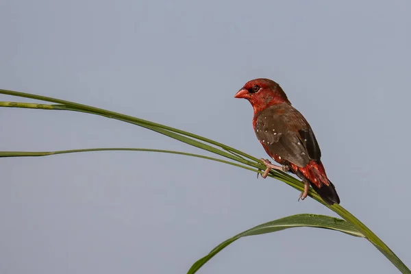 수컷붉은 생물상 — 스톡 사진