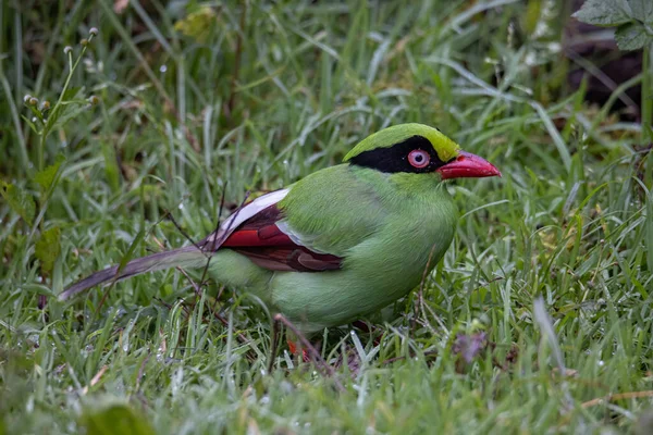 Образ Дикой Природы Зеленых Птиц Борнео Известных Борнеанская Зеленая Сорока — стоковое фото