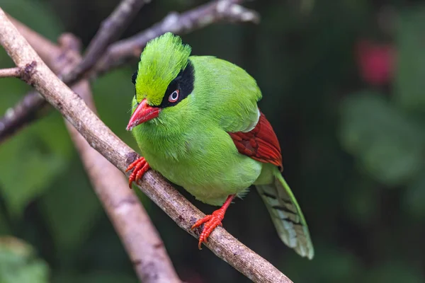 Naturaufnahme Der Grünen Vögel Borneos Bekannt Als Bornean Green Elster — Stockfoto