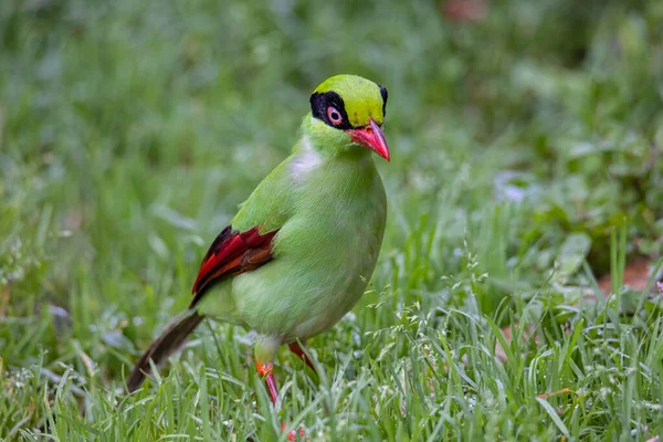 Natura Dzikiej Przyrody Obraz Zielonych Ptaków Borneo Znany Jako Bornean — Zdjęcie stockowe