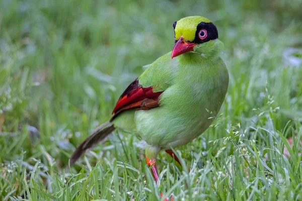 Borneo 'nun Yeşil Saksağan olarak bilinen yeşil kuşlarının doğa görüntüsü