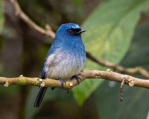 Beautiful blue color bird known as Indigo Flycatcher on perch at nature habits in Sabah, Borneo