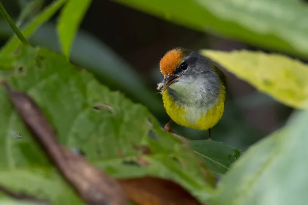 Stock image Nature wildlife image of Mountain Tailorbird perching on tree branch