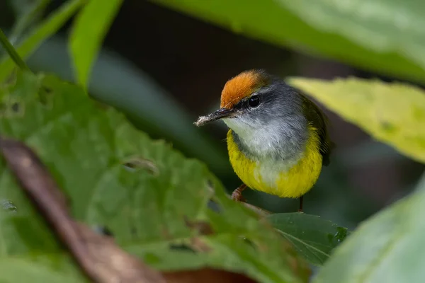 Ağaç dalına tüneyen Dağ Tailorbird 'ün doğa görüntüsü