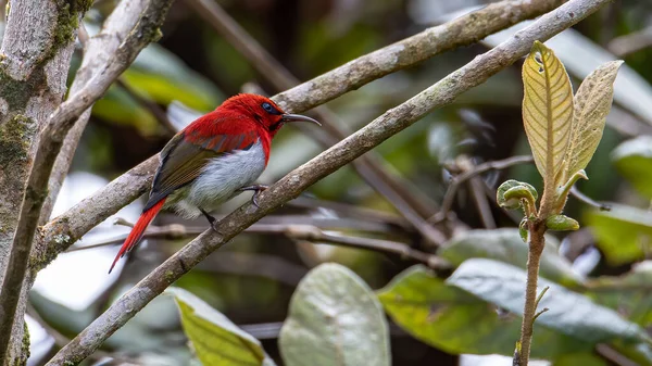 Piękny Sunbird Temmincka Aethopyga Temminckii Lesie Górskim Sabah Borneo — Zdjęcie stockowe