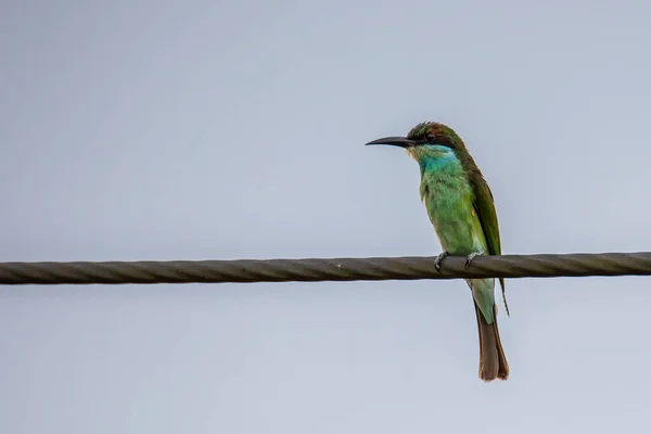 stock image Nature wildlife of Blue-throated bee-eater bird