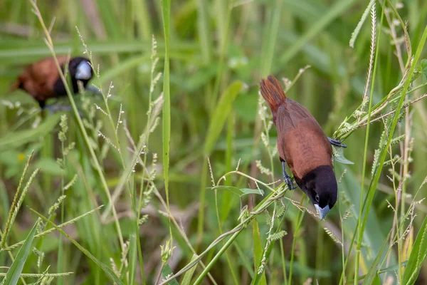 Güzel Küçük Kuş Chestnut Munia Doğayla Içe Otların Üzerinde Duruyor — Stok fotoğraf