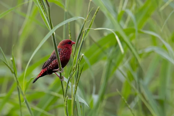 Φύση Άγριας Ζωής Εικόνα Του Αρσενικού Κόκκινου Avadavat Amandava Amandava — Φωτογραφία Αρχείου