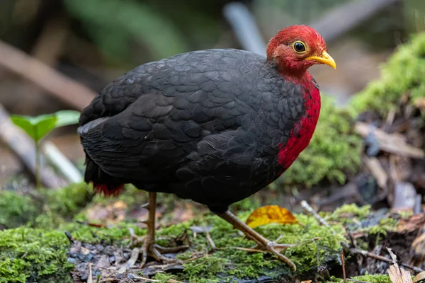 Crimson Headed Partridge Deep Jungle Rainforest Endemic Island Borneo — Stock Fotó