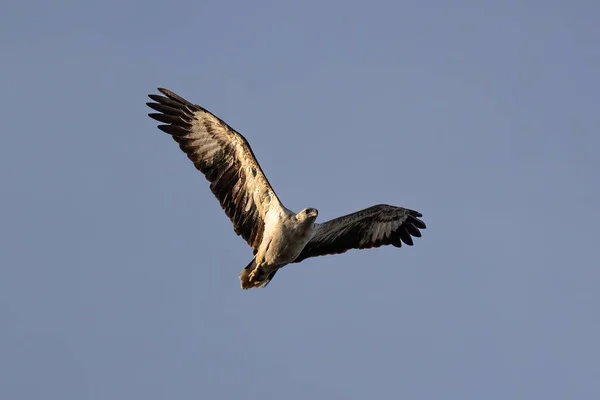 Raptor White Bellied Sea Eagle Flying — Φωτογραφία Αρχείου