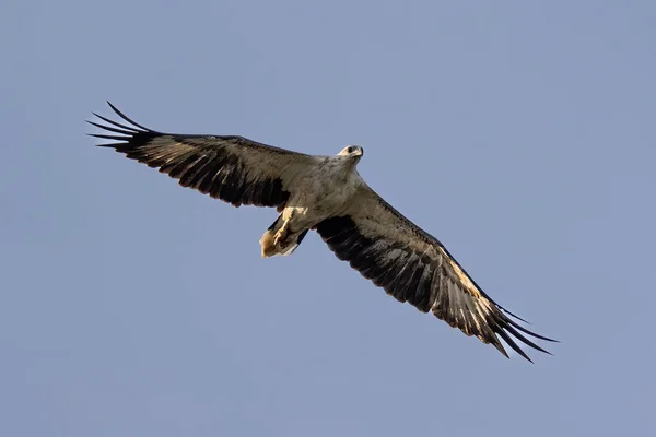 Raptor White Bellied Sea Eagle Flying — 图库照片