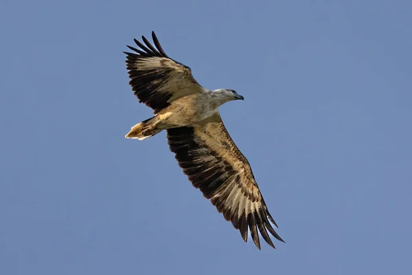 Raptor White Bellied Sea Eagle Flying — Stockfoto