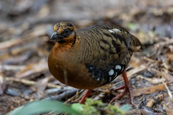 Red Breasted Partridge Also Known Bornean Hill Partridge Endemic Hill — Foto de Stock