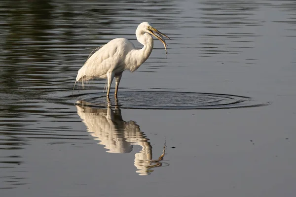 Stock image Great egret with catching a fish at wetland Sabah, Malaysia