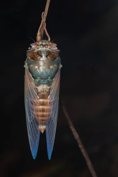 Nature Faune Macro Image Cicada Sur Jungle Profonde — Photo